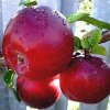 Популярные сорта яблонь для средней полосы России