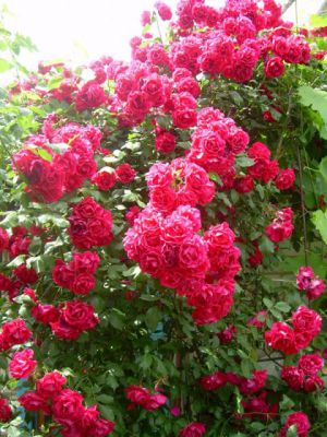 Классификация роз. Применение роз в саду