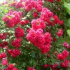 Классификация роз. Применение роз в саду