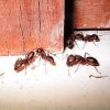 Выводим муравьев из квартиры