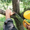 Обрезка деревьев, её виды и функции