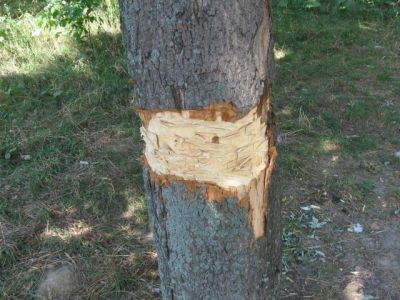 Лечение деревьев