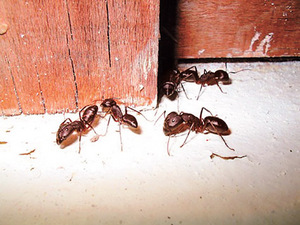Выводим муравьев из квартиры