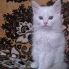 colodov
