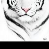 romeo_1285